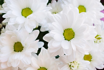 Floral composition of white chrysanthemum flowers