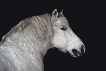 close up portrait of grey belarusian draft gelding horse isolated on dark black background