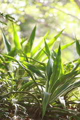 Leaves Texture Background in the tropical jungle