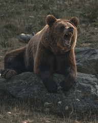 Obraz na płótnie Canvas Angry grizzly