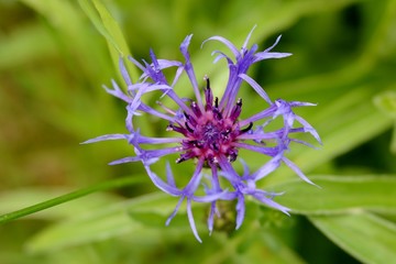 cornflower close up from above