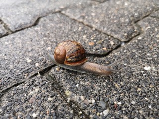 Snail with beautiful house moving on a wet stone pavement