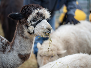 Obraz premium Llama gets to snack on a treat
