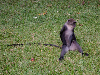 Affen in einer Hotelanlage in Kenia
