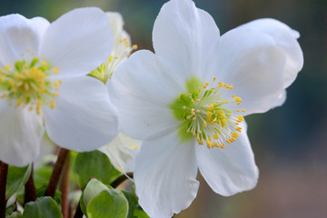 Schneerose oder Christrose oder Schwarze Nieswurz (Helleborus niger) Pflanze mit weißen Blüten