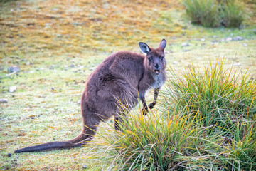 Free Kangaroos in Kangaroo Island on a sunny morning