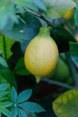 Zitronenpflanze mit reifer Frucht, Zitruspflanze