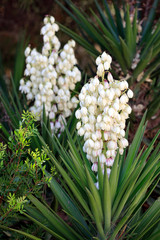 Yucca Palmlilie mit weißen Blüten  © Aggi Schmid