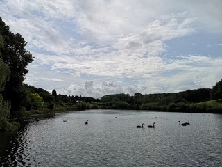 Beautiful little lake with black swans on it and with great clouds