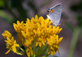 Gray Hairstreak (Strymon melinus) feeding on milkweed.  this species of butterfly engages in deception by coloration and structures on its wings to pretend its head is at the end of its wings