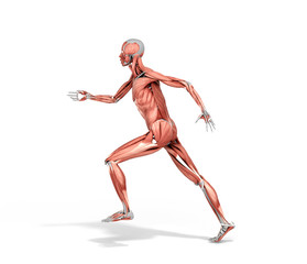 medically accurate illustration of a human muscle system run pose 3d rendered on white