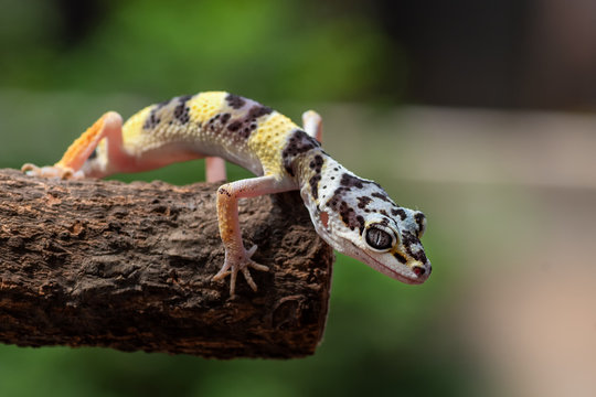 Portrait of a baby leopard gecko, Indonesia