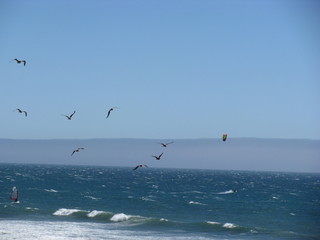 seagulls on the beach