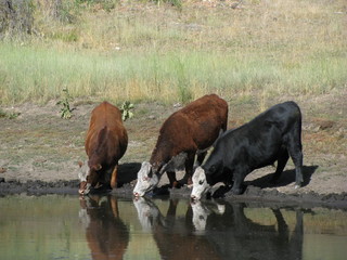cows drinking 
