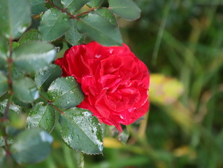 red rose in garden
