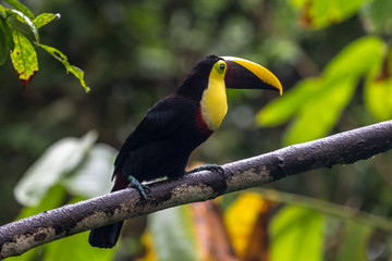 Swainson's toucan portrait on a branch near La Fortuna, Costa Rica 