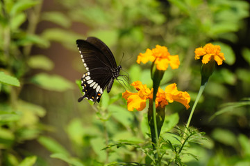 Fototapeta premium butterfly on a flower