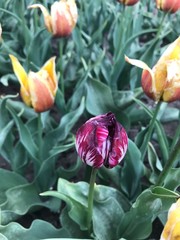 Tulip fever
