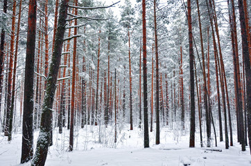 winter pine forest in the snow