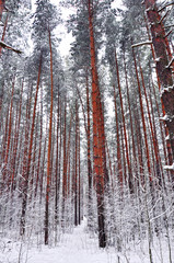 winter pine forest in the snow