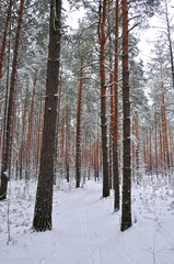 winter pine forest in the snow