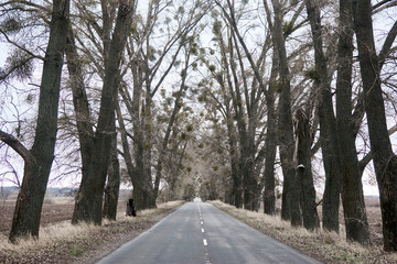 The road to nowhere. A highway along which dry tall trees stand.