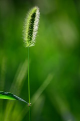 closeup of green grass