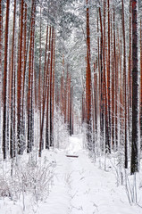 winter pine forest in the snow