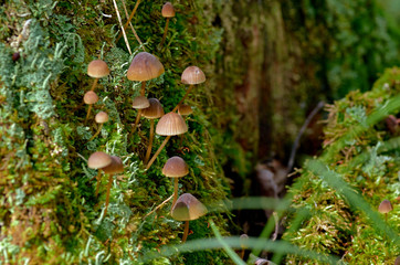 mushrooms in the forest