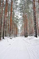 winter pine forest in the snow