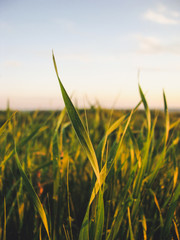 beautiful grass 