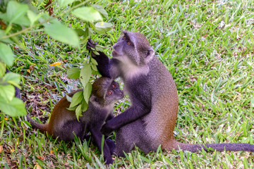 Affen in einer Hotelanlage in Kenia