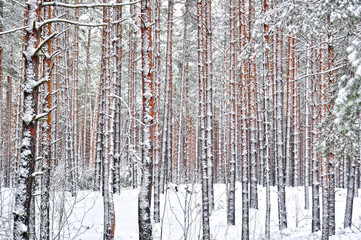 Fototapeta premium winter pine forest in the snow