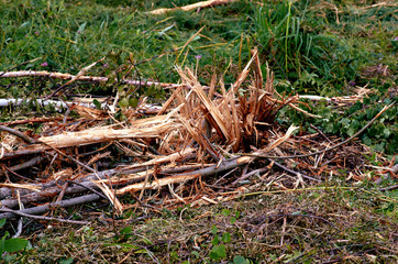 Deforestation