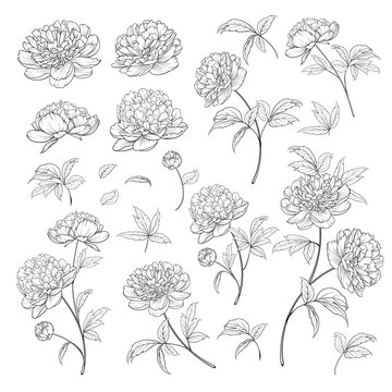 Peonies bud collection. Elements of peony isolated on white background. Bouquet of Peonies. Flower isolated against white. Beautiful set of flowers. Vector illustration.