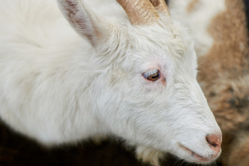 The face of a white goat. Farming, animal breeding concept.