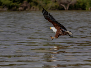 This magnificent eagle was after a catfish. Lake Baringo, Kenya.