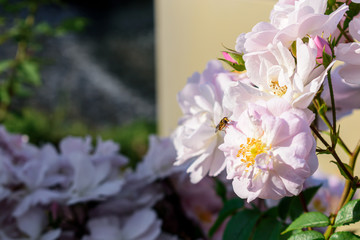花畑のピンクのバラにとまるハナアブ