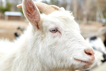 Naklejka na ściany i meble The face of a white goat. Farming, animal breeding concept.