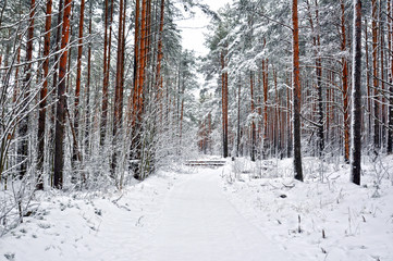winter pine forest in the snow