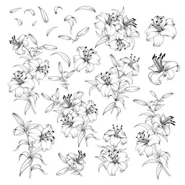 Linear style set of white lilies, hand drawn contour illustration of flowers isolated on a white background. White lily collection. Vector illustration.