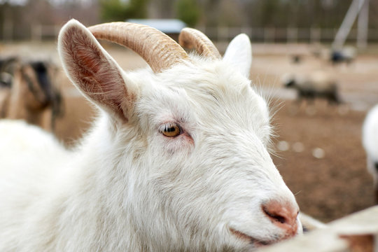 The face of a white goat. Farming, animal breeding concept.
