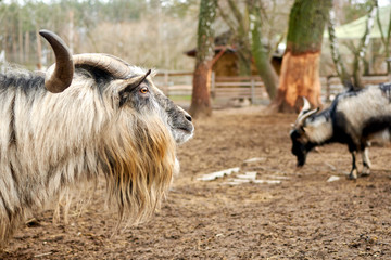 A ram with swirling horns. Farming, animal breeding concept.