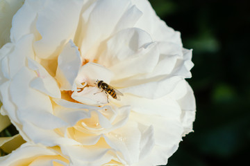 白いバラの花にとまるハナアブ