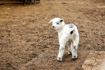 Fototapeta premium Little white goat animal outdoors.