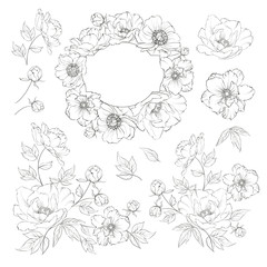 Linear style set of white poppy, hand drawn contour illustration of flowers isolated on a white background. White poppies collection. Vector illustration. - obrazy, fototapety, plakaty