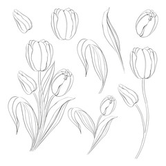 Hand drawn tulips collection in line style contour templates. Ink sketch elements of spring flowers for black and white design. Vector illustration.