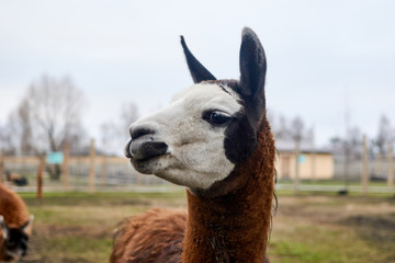 Obraz premium Muzzle llama head in nature.