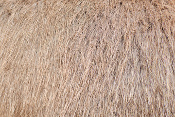 Background from wool, animal hair of light color.