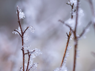 Detail of frozen plant in winter background